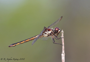 Libellula axilena, female